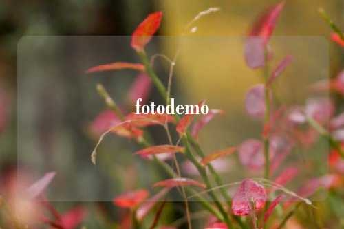 fotodemo